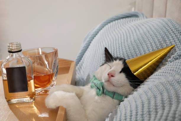 Sleeping festive cat with party hat, cozy blanket, drinks, and celebration vibe.