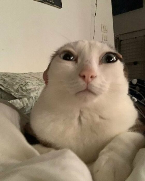 Adorable fluffy white and brown cat relaxing on cozy bedding with curious wide eyes in a warm home.
