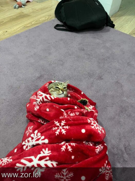Cute cat wrapped in a red snowy blanket, cozy and relaxed at home with toys and wooden flooring.