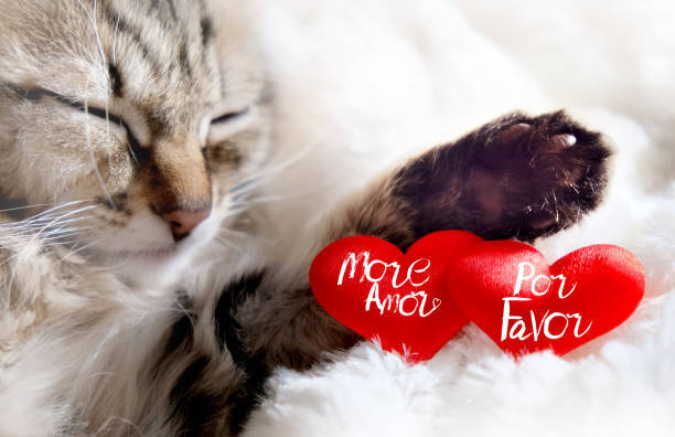 Sleeping cat with plush red hearts saying More Love and Please for a cozy, affectionate scene.