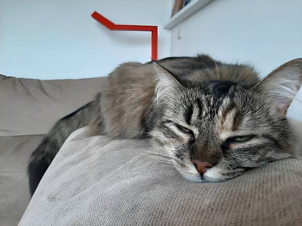 Relaxing gray and brown long-haired cat napping on cozy beige couch in modern home.