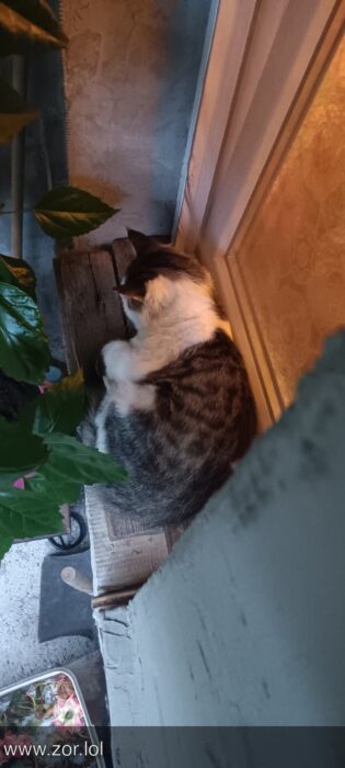 Cozy indoor scene with a sleeping gray and white cat on a wooden ledge, surrounded by lush green plants.
