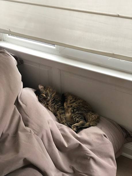 Relaxed cat napping on soft pillow by sunny window in cozy home setting.