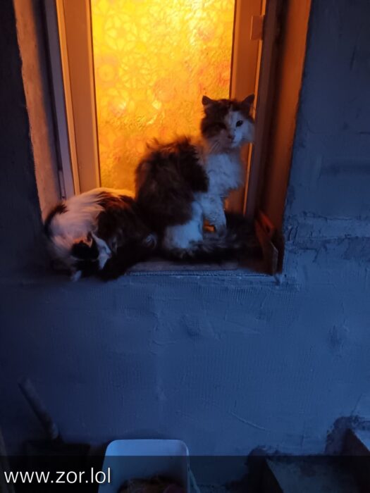 Two cozy cats sit by a warm-lit window in an unfinished, rustic room.