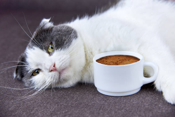 Relaxed white and gray cat with coffee cup on soft fabric, cozy morning scene.