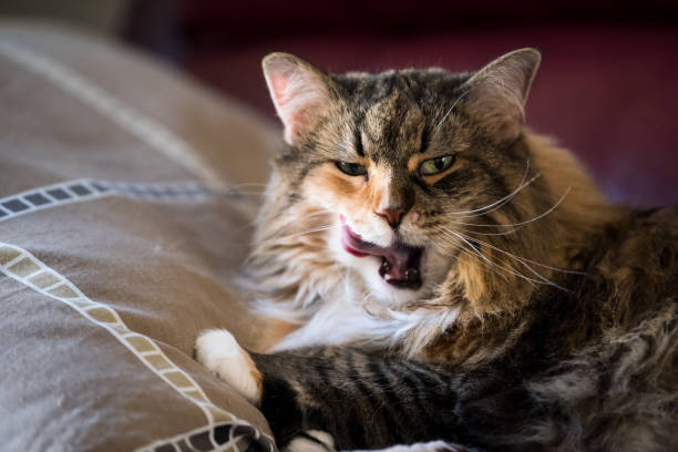 Beautiful fluffy tabby cat yawning on cozy cushion in warm living room.