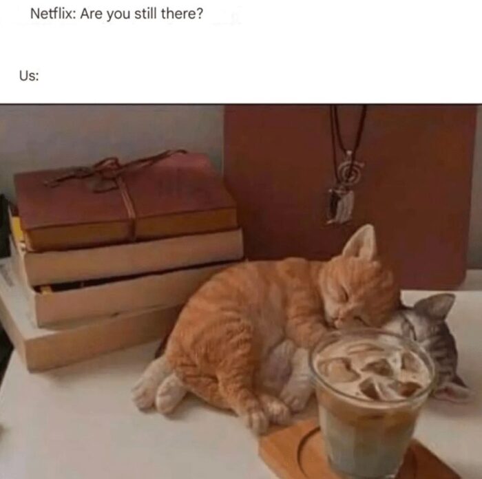 Cozy cats sleeping on a table with an iced coffee, books, and a Netflix Are you still there? message.