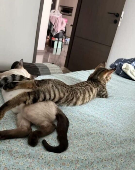 Two adorable cats snuggling on a blue bed, showcasing feline companionship and cozy home comfort.