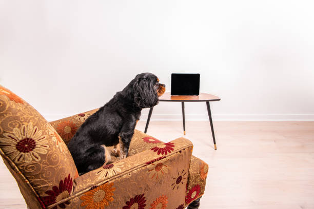 Black spaniel dog sitting on floral armchair with modern side table and tablet.