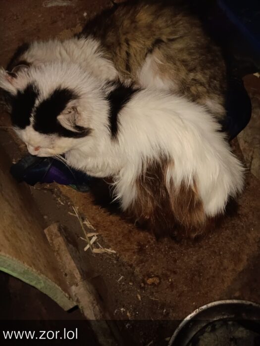 Lazy, fluffy cat resting peacefully in a rustic barn or cozy outdoor shelter.