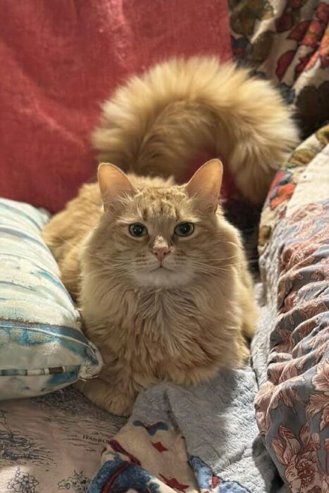 Fluffy orange cat relaxing on colorful pillows in a cozy, homey living room setting.