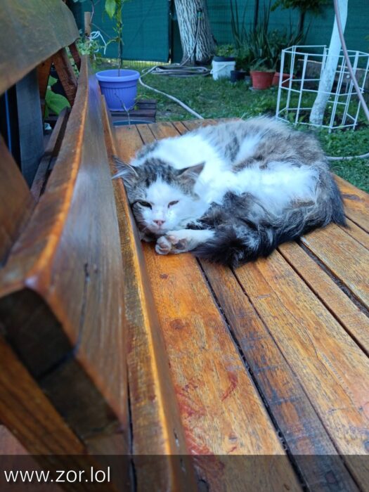 Peaceful gray and white cat resting on wooden garden bench surrounded by lush greenery.