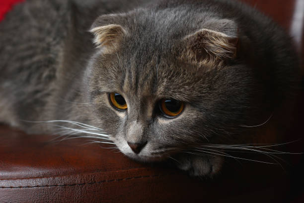 Cute gray cat with amber eyes lounging on a cozy brown leather sofa.