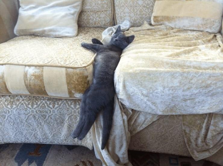 Relaxed gray cat napping on plush beige sofa with pillows and cozy blanket.