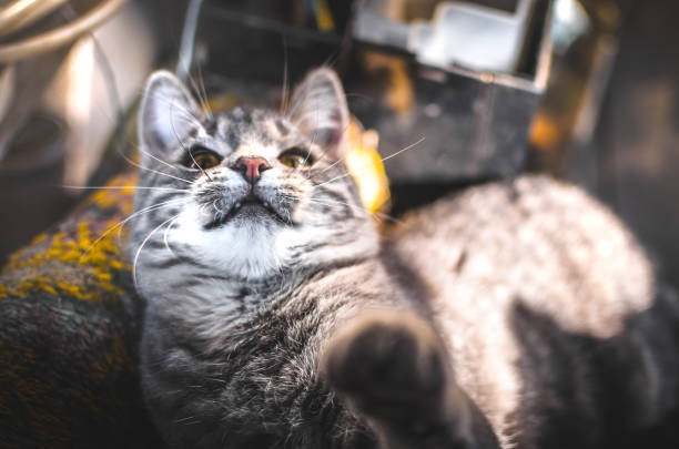 Relaxed gray tabby cat resting on colorful blanket in cozy home setting.