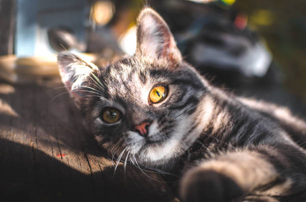 Gray tabby cat relaxing with bright eyes on a wooden surface.
