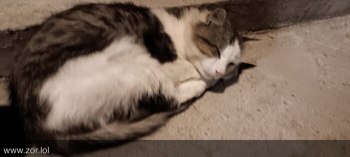 Gray and white cat peacefully sleeping on rough concrete surface outdoors.