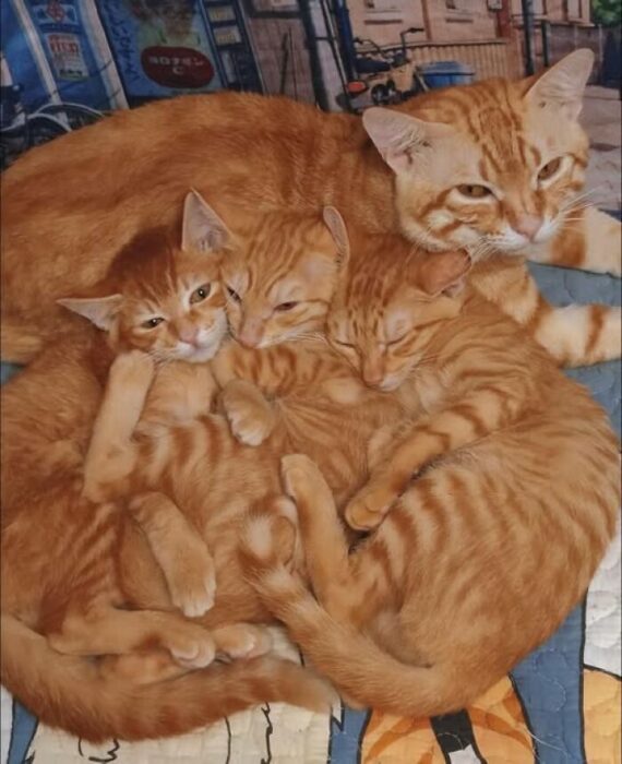 Family of adorable orange tabby cats cuddling on a cozy blanket.