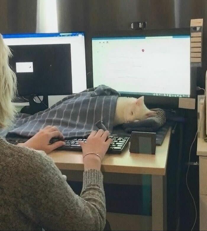 Cozy home office with dual monitors, a working person in a gray sweater, and a relaxing sleeping cat.