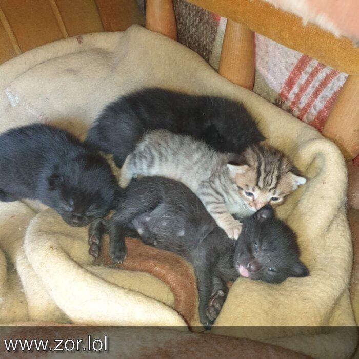 Cute sleeping kittens cuddled on a soft blanket in a rustic wooden basket.