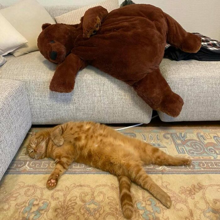 Plush teddy bear and relaxed orange cat lounging on cozy sofa over patterned rug.