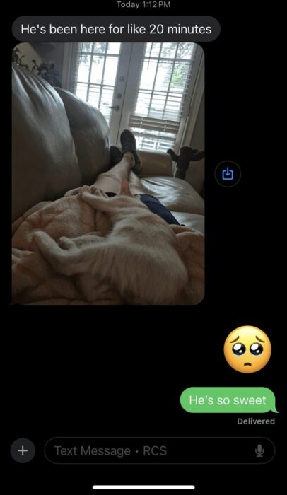 Relaxing white puppy resting on blanket by sunny window, capturing cozy pet companionship.
