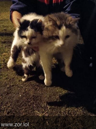 Two outdoor cats at night with human hand, cozy, bonding, nighttime, outdoor, pets, companionship.