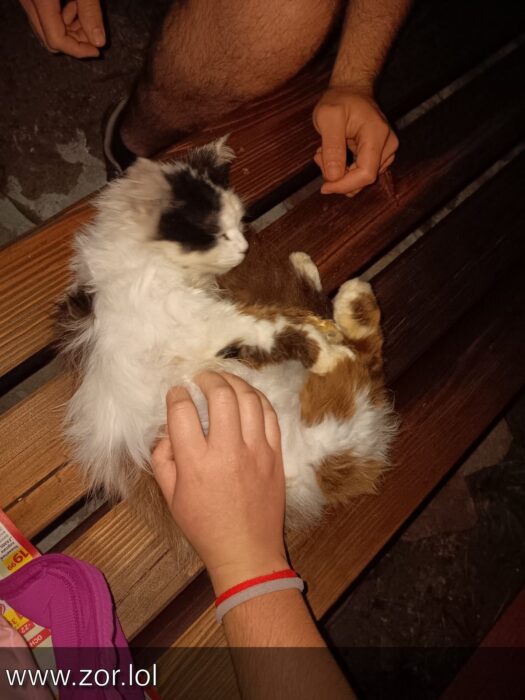 Relaxed fluffy cat lounging outdoors on wooden bench with humans petting in warm, cozy evening setting.