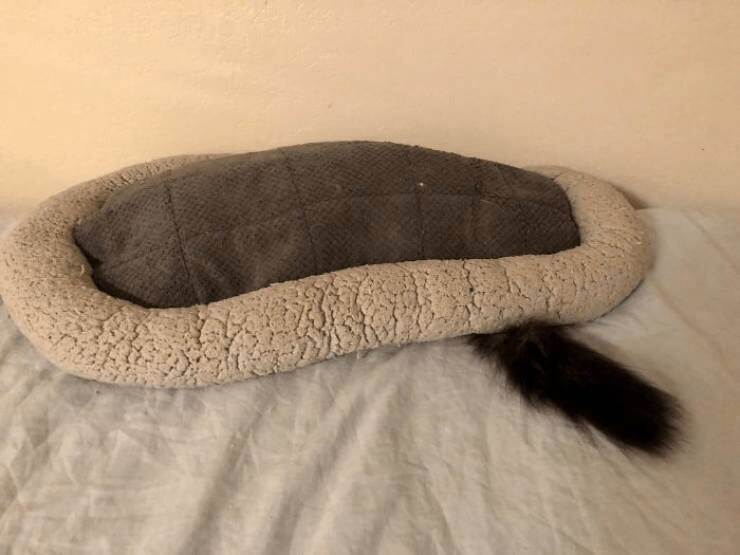 Cozy oval pet bed with fluffy rim, tail design, soft cushions, perfect for small dogs or cats.