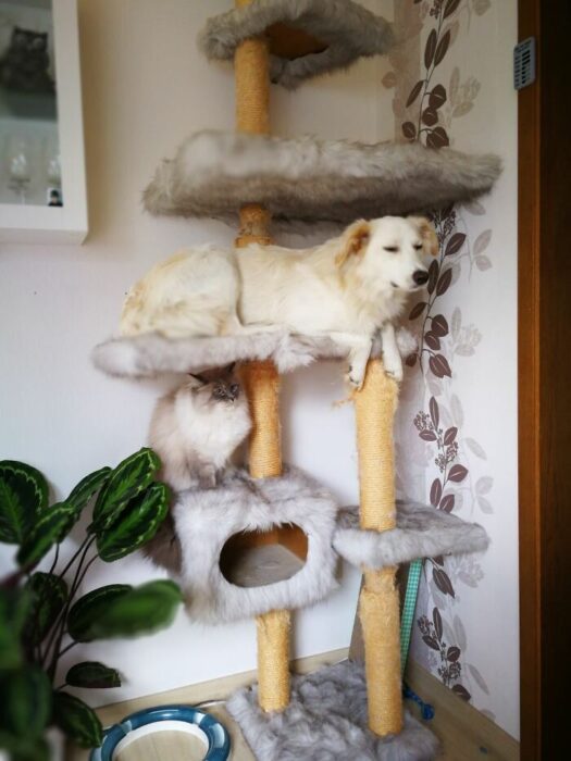 Cozy pet tower with dogs and cat, plush levels, scratching posts, and stylish home decor.