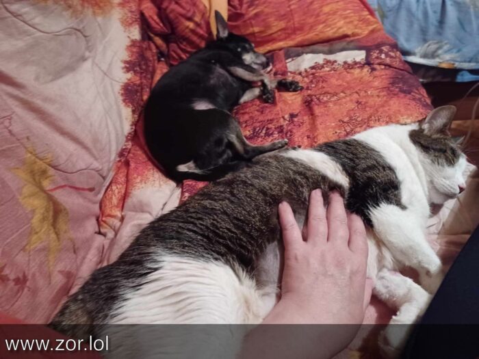 Cute cat and dog resting together on colorful blanket in a cozy home setting.
