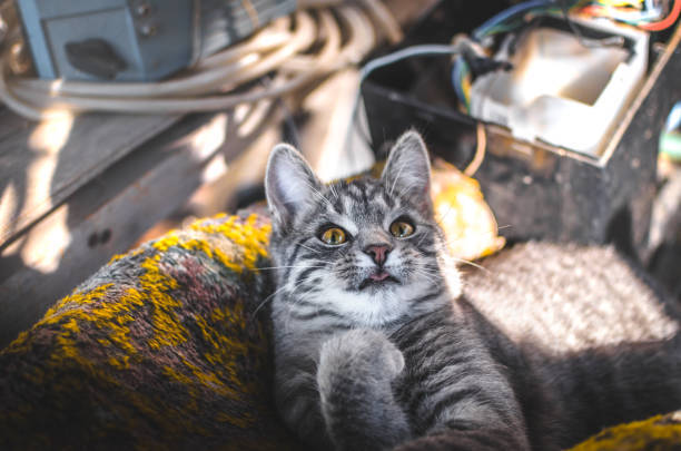 Adorable gray tabby cat relaxing on colorful patterned fabric in a cozy, sunlit workshop setting.