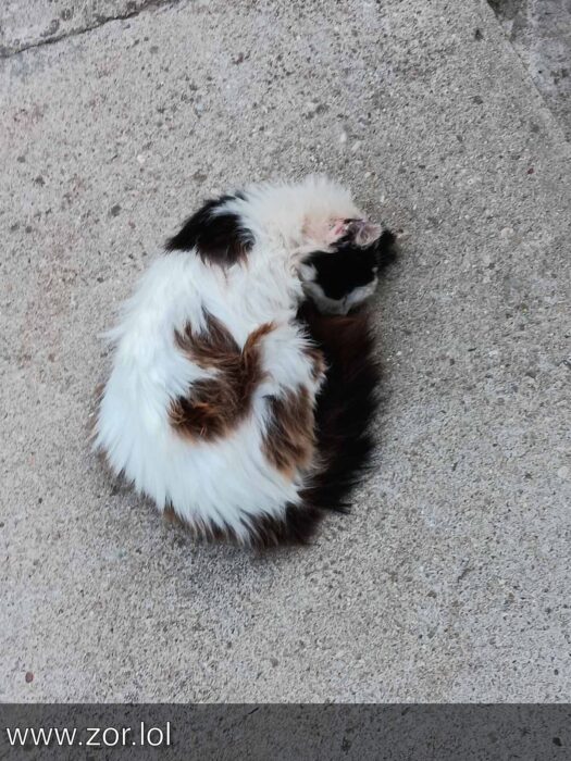 Small fluffy cat with white, brown, and black fur curled on concrete, peacefully sleeping.
