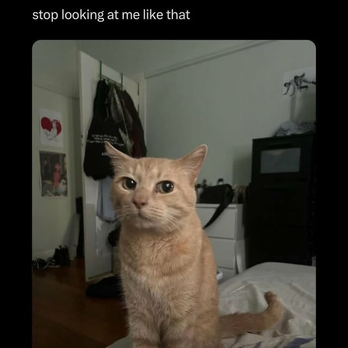 Orange cat looking annoyed on bedroom bed with posters and wooden floor.