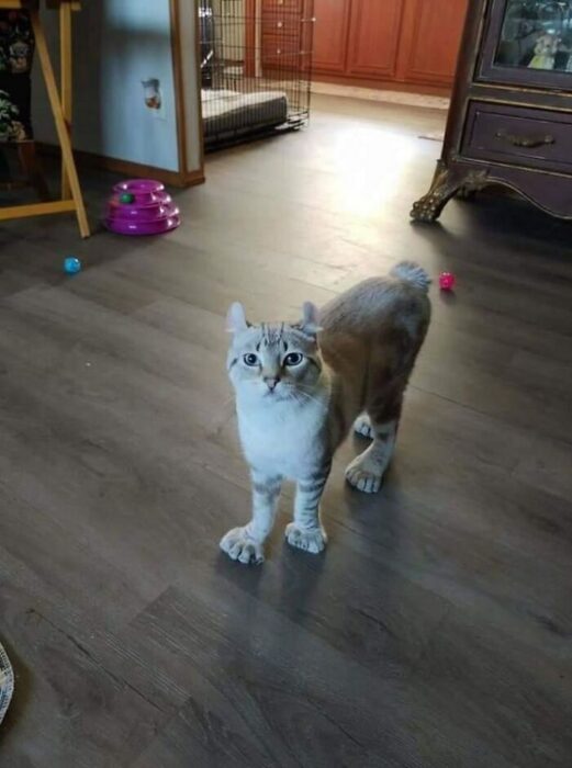 Adorable beige tabby cat with blue eyes playing with colorful toys in a cozy home.