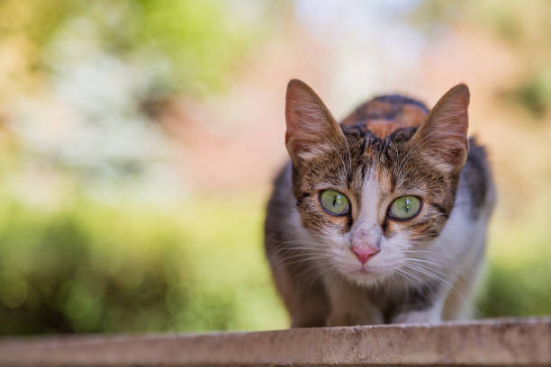 Curious calico cat with green eyes exploring outdoors in a lush natural setting.