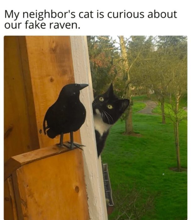 Curious black and white cat investigates a fake raven on a wooden fence outdoors.