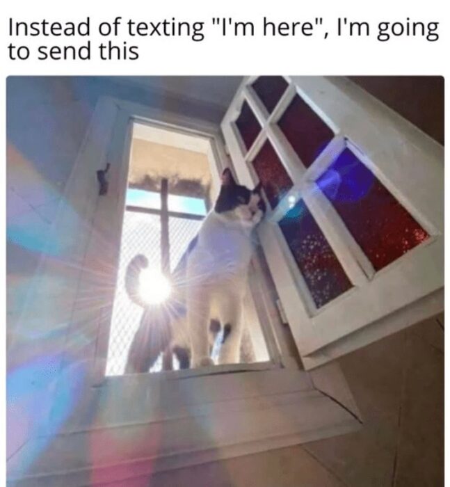 Cute white and black cat peering out of decorative sunlit window with mesh screen.