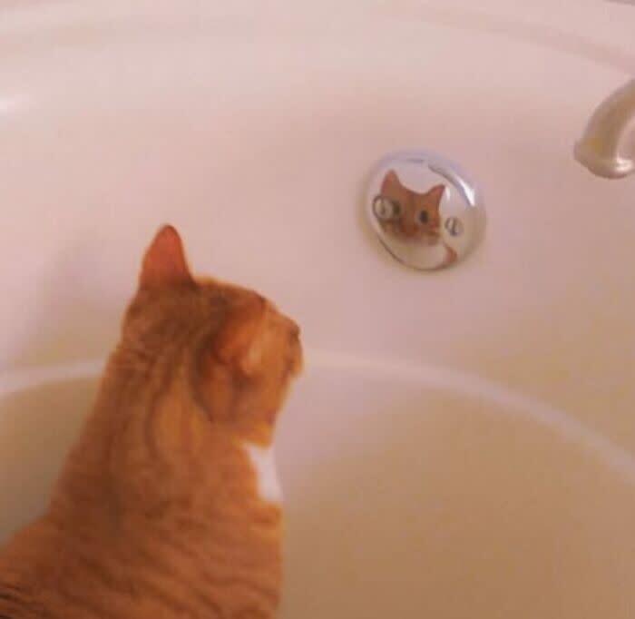 Cute orange tabby cat looking at its reflection in a bathtub drain.