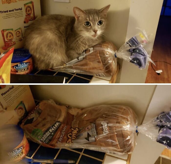 Gray cat resting on loaf of bread in cozy kitchen scene.