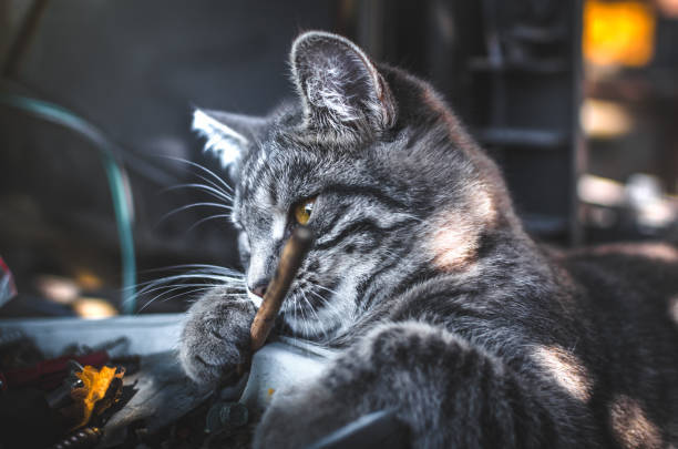 Relaxed gray tabby cat with yellow eyes lounging in a cluttered workspace or garage.