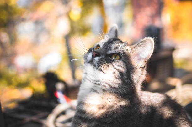 Curious gray striped cat gazing upward in autumn outdoor setting with warm golden light and blurred background.