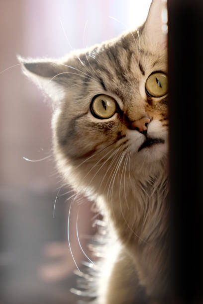 Close-up of curious long-haired cat with bright yellow eyes peeking from behind an object.