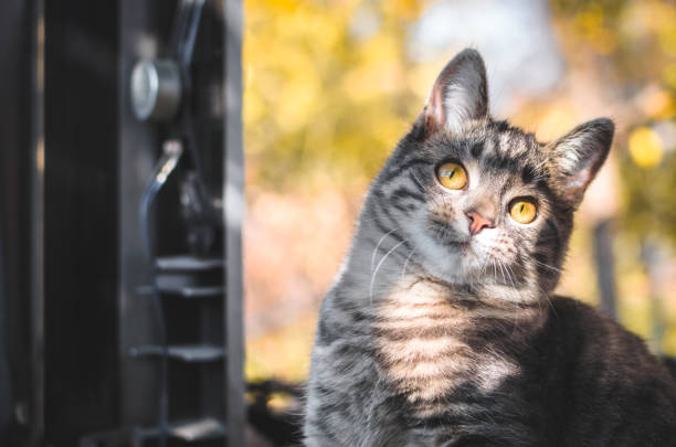 Curious tabby cat with golden eyes surrounded by vibrant autumn leaves.