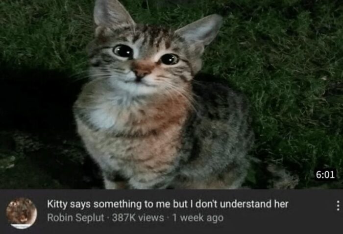 Playful tabby cat outdoors at night with curious eyes and humorous human-pet communication.