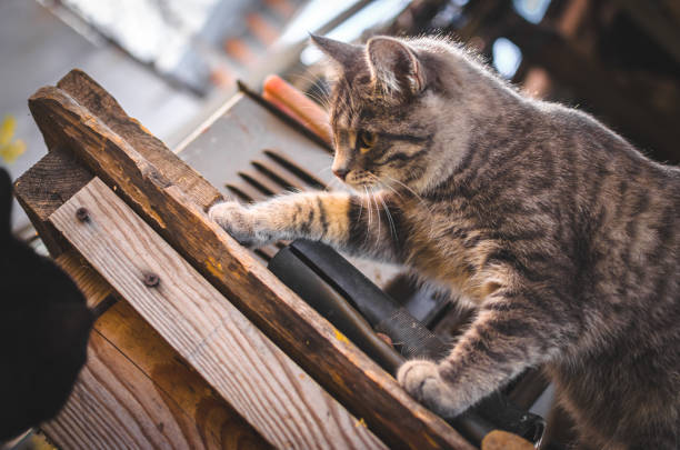 Curious tabby cat exploring a rustic workbench with tools and outdoor garden background.