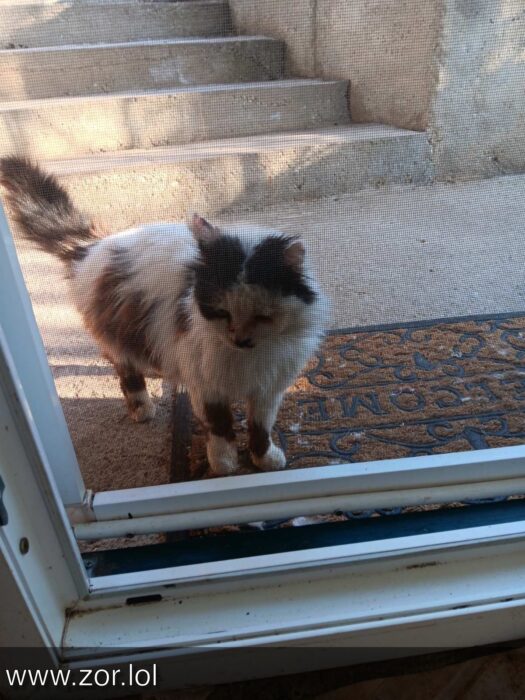 Curious fluffy cat peering through glass door and mesh screen at cozy home entrance.