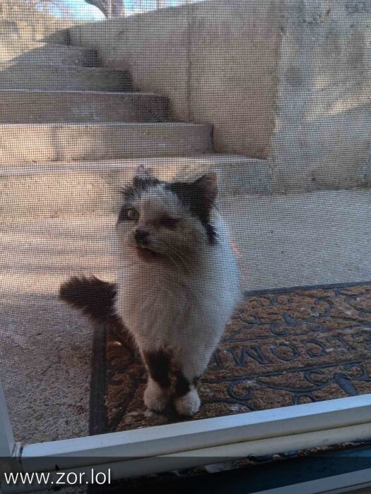 Curious white and black cat at doorstep with concrete steps and welcoming doormat outside the house.