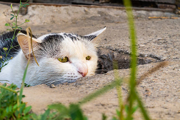 Curious white and black cat peeking over concrete ground with alert green-yellow eyes.