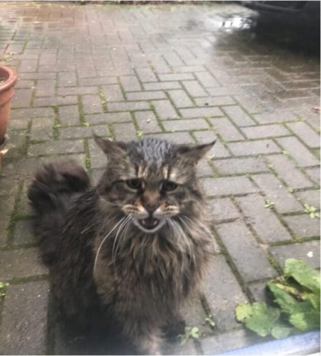 Wet outdoor cat mid-meow on patio with damp stones, potted plant, and parked vehicle.